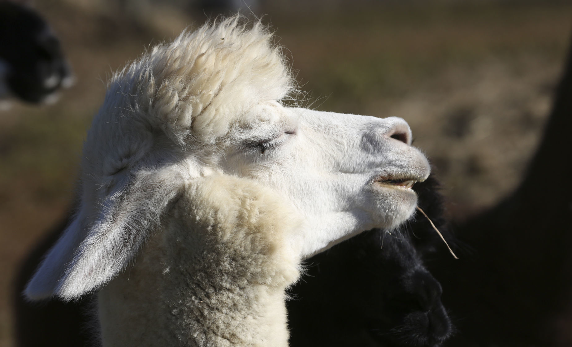 MG Alpaca Fiber 102519